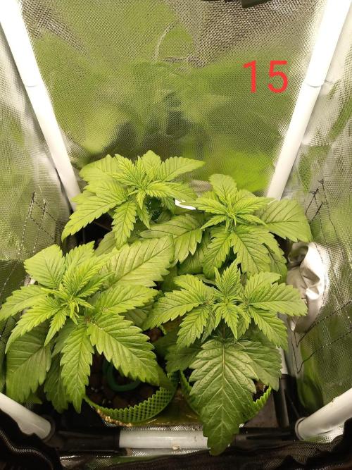 4 Mikromachine Auto Unbeliveble micro growbox Masterseeds!!. Week 2