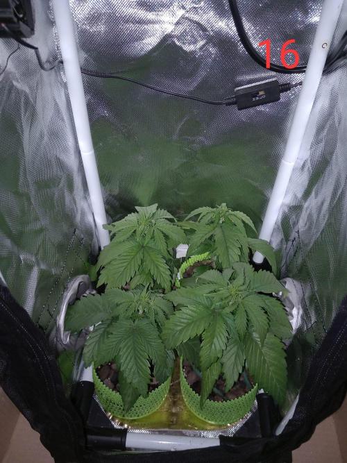 4 Mikromachine Auto Unbeliveble micro growbox Masterseeds!!. Week 2