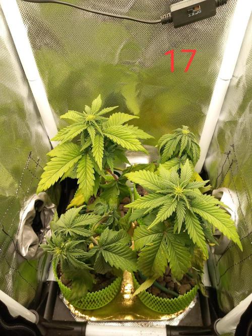 4 Mikromachine Auto Unbeliveble micro growbox Masterseeds!!. Week 2