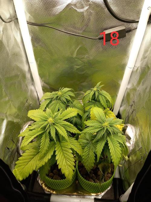 4 Mikromachine Auto Unbeliveble micro growbox Masterseeds!!. Week 2