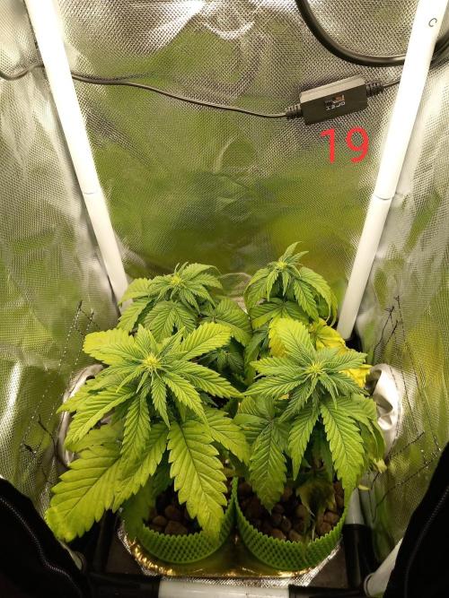 4 Mikromachine Auto Unbeliveble micro growbox Masterseeds!!. Week 2