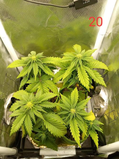 4 Mikromachine Auto Unbeliveble micro growbox Masterseeds!!. Week 2