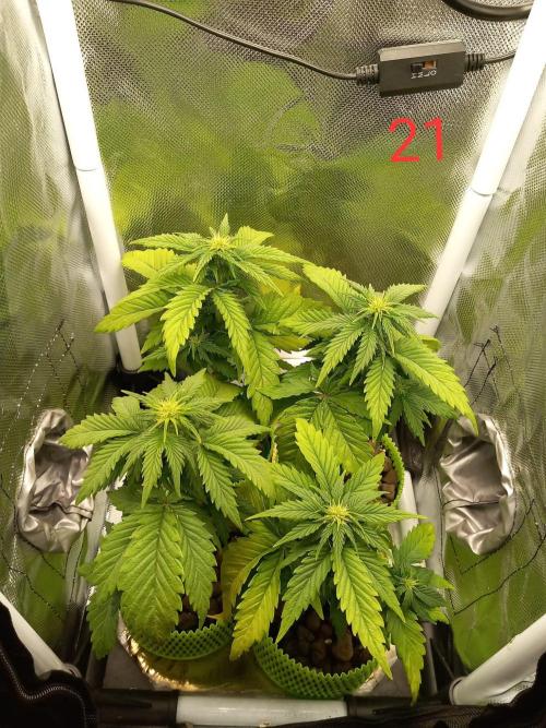 4 Mikromachine Auto Unbeliveble micro growbox Masterseeds!!. Week 2