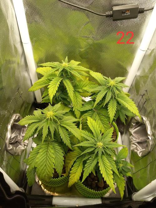 4 Mikromachine Auto Unbeliveble micro growbox Masterseeds!!. Week 3