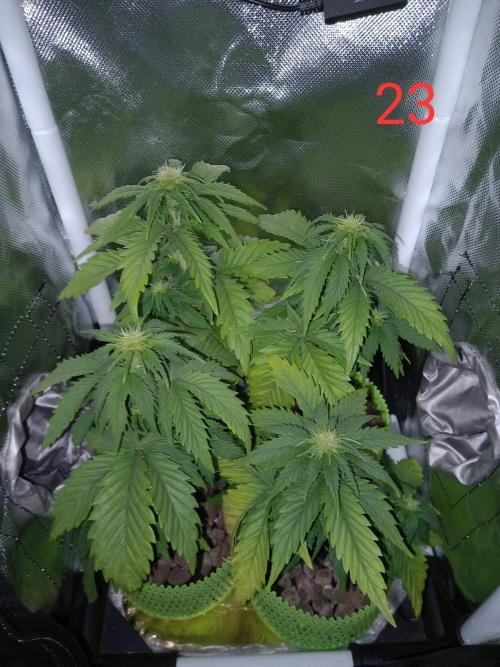 4 Mikromachine Auto Unbeliveble micro growbox Masterseeds!!. Week 3