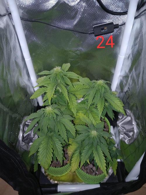 4 Mikromachine Auto Unbeliveble micro growbox Masterseeds!!. Week 3