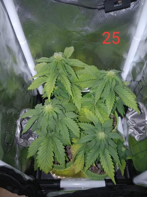 4 Mikromachine Auto Unbeliveble micro growbox Masterseeds!!. Week 3