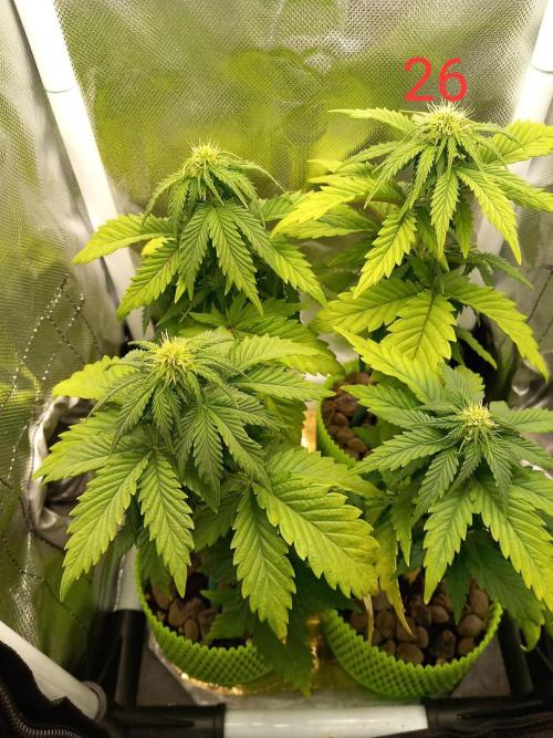 4 Mikromachine Auto Unbeliveble micro growbox Masterseeds!!. Week 3