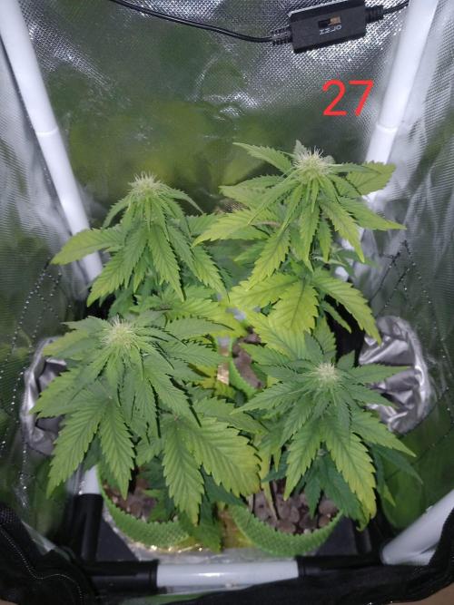 4 Mikromachine Auto Unbeliveble micro growbox Masterseeds!!. Week 3