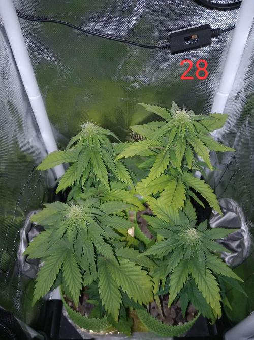 4 Mikromachine Auto Unbeliveble micro growbox Masterseeds!!. Week 3