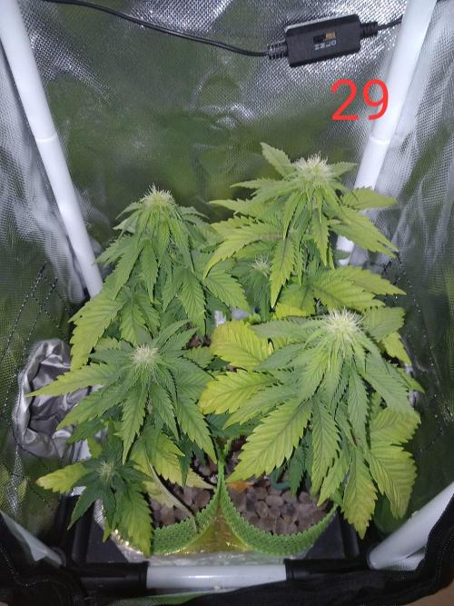 4 Mikromachine Auto Unbeliveble micro growbox Masterseeds!!. Week 4