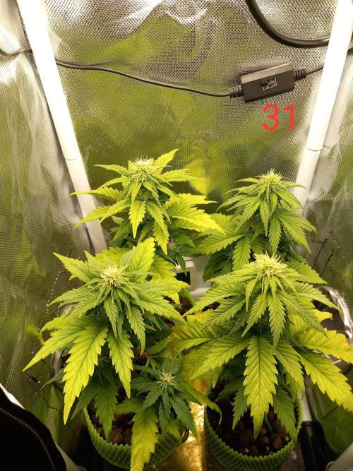 4 Mikromachine Auto Unbeliveble micro growbox Masterseeds!!. Week 4