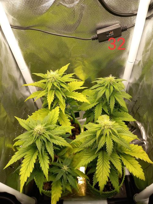 4 Mikromachine Auto Unbeliveble micro growbox Masterseeds!!. Week 4