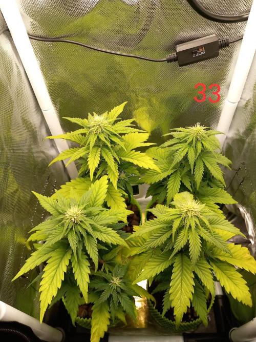 4 Mikromachine Auto Unbeliveble micro growbox Masterseeds!!. Week 4
