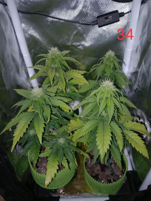 4 Mikromachine Auto Unbeliveble micro growbox Masterseeds!!. Week 4