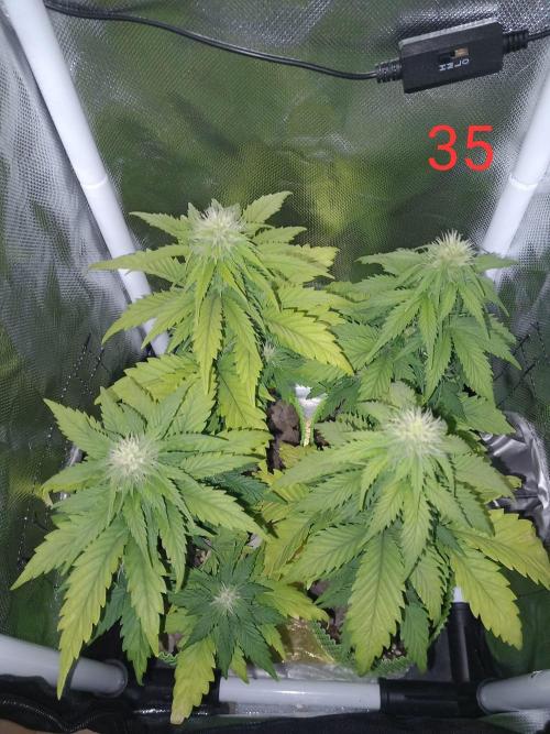 4 Mikromachine Auto Unbeliveble micro growbox Masterseeds!!. Week 4