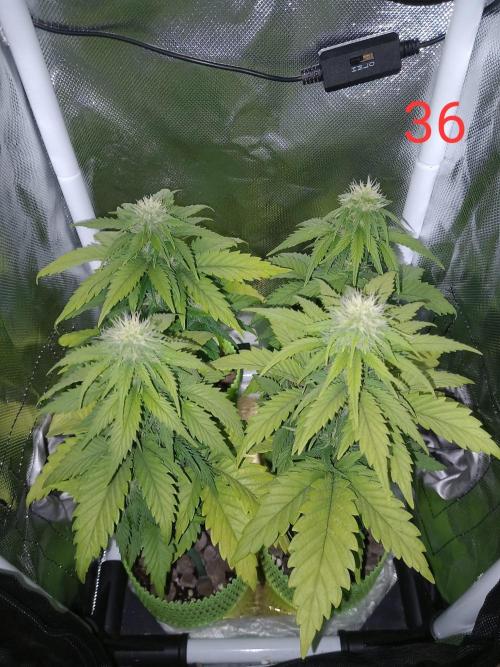 4 Mikromachine Auto Unbeliveble micro growbox Masterseeds!!. Week 5
