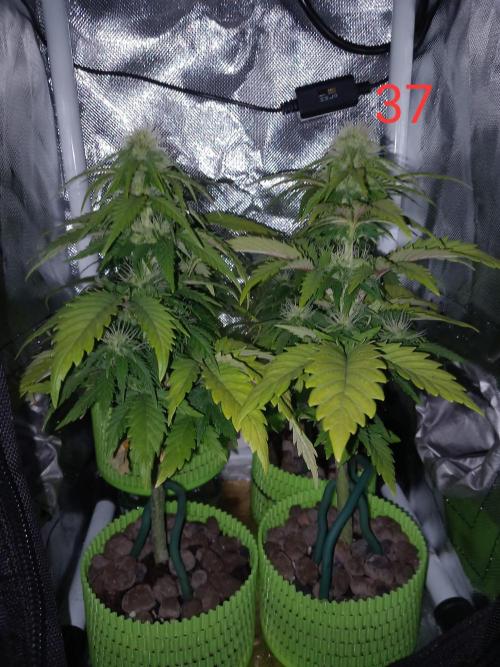 4 Mikromachine Auto Unbeliveble micro growbox Masterseeds!!. Week 5