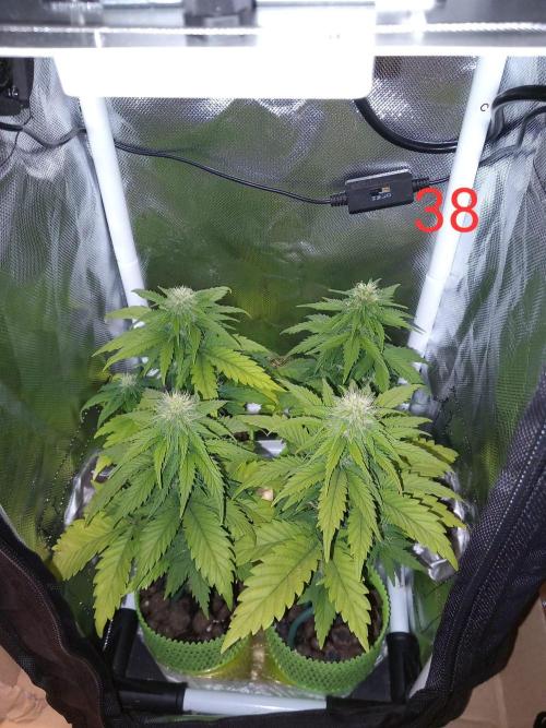4 Mikromachine Auto Unbeliveble micro growbox Masterseeds!!. Week 5