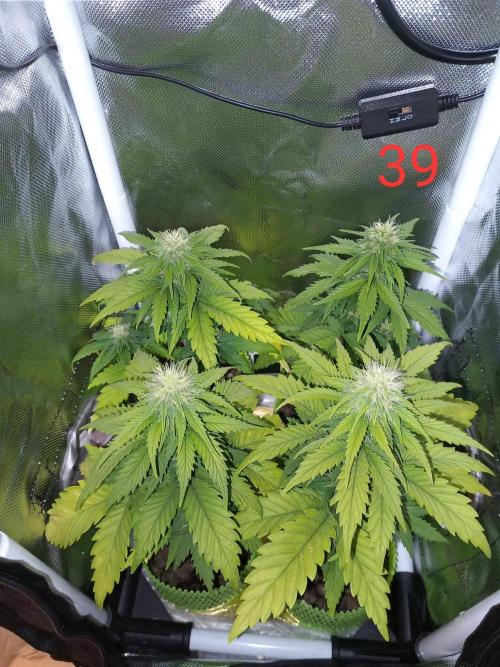 4 Mikromachine Auto Unbeliveble micro growbox Masterseeds!!. Week 5