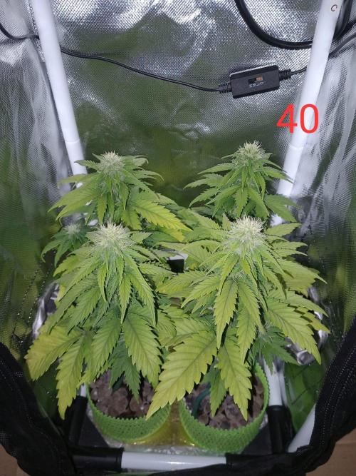 4 Mikromachine Auto Unbeliveble micro growbox Masterseeds!!. Week 5