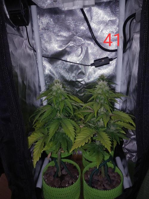 4 Mikromachine Auto Unbeliveble micro growbox Masterseeds!!. Week 5