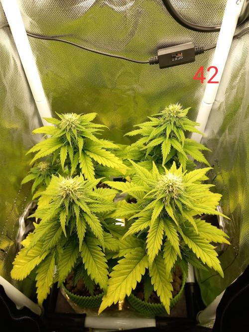 4 Mikromachine Auto Unbeliveble micro growbox Masterseeds!!. Week 5