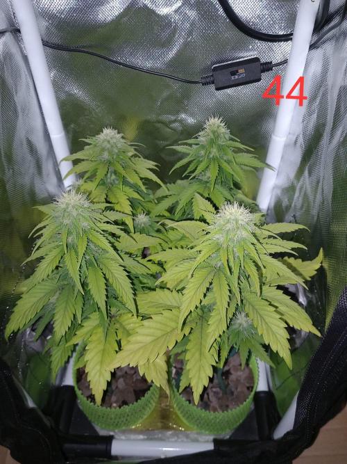 4 Mikromachine Auto Unbeliveble micro growbox Masterseeds!!. Week 6