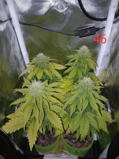 4 Mikromachine Auto Unbeliveble micro growbox Masterseeds!!. Week 6