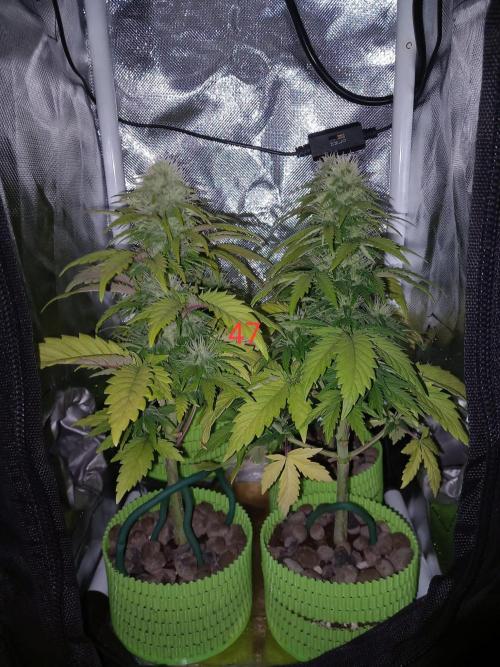 4 Mikromachine Auto Unbeliveble micro growbox Masterseeds!!. Week 6