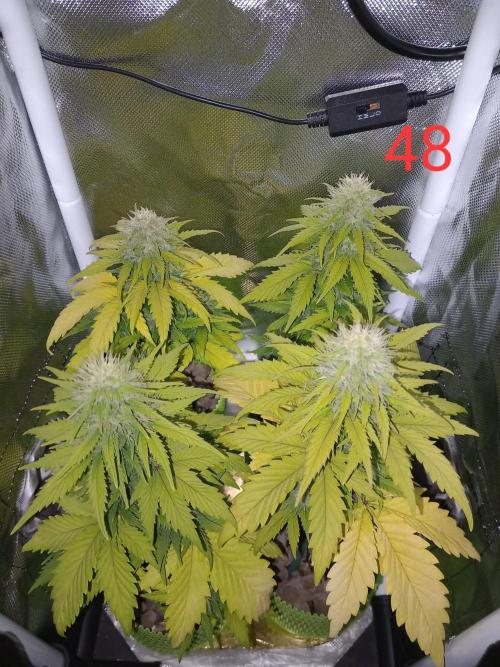 4 Mikromachine Auto Unbeliveble micro growbox Masterseeds!!. Week 6