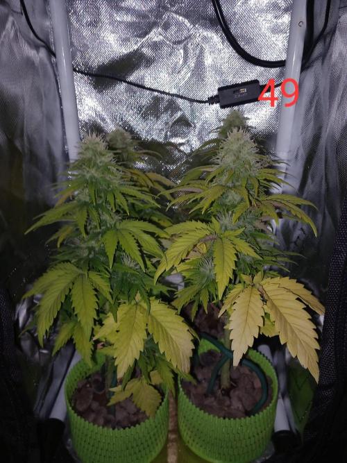 4 Mikromachine Auto Unbeliveble micro growbox Masterseeds!!. Week 6