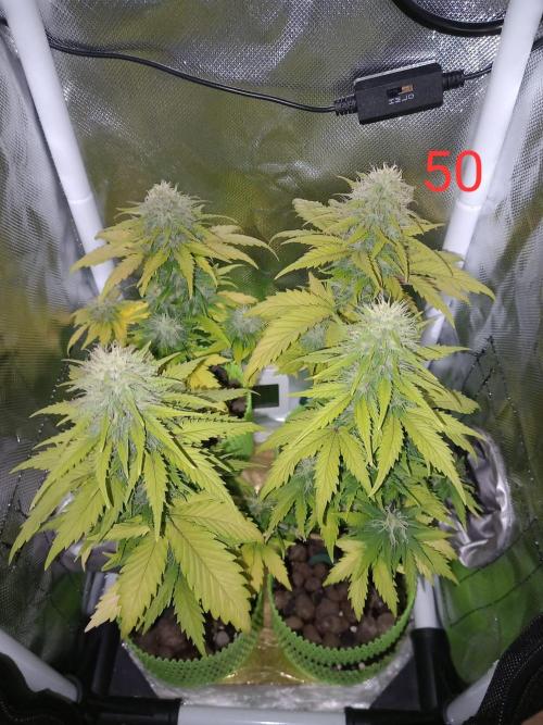 4 Mikromachine Auto Unbeliveble micro growbox Masterseeds!!. Week 7