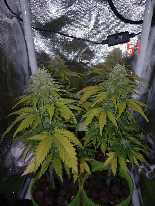4 Mikromachine Auto Unbeliveble micro growbox Masterseeds!!. Week 7