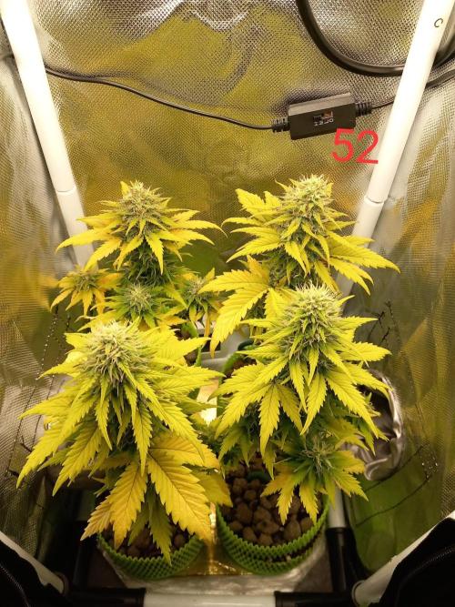 4 Mikromachine Auto Unbeliveble micro growbox Masterseeds!!. Week 7