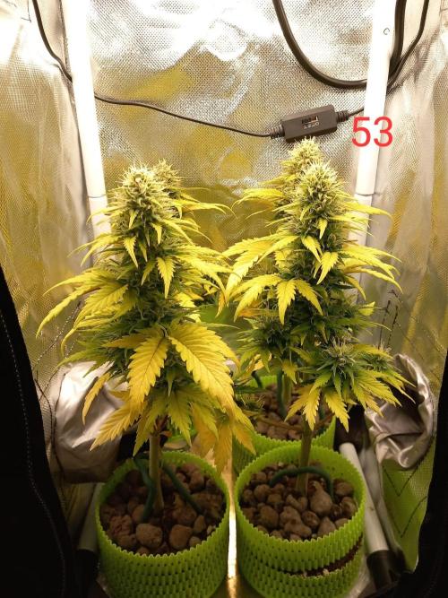 4 Mikromachine Auto Unbeliveble micro growbox Masterseeds!!. Week 7