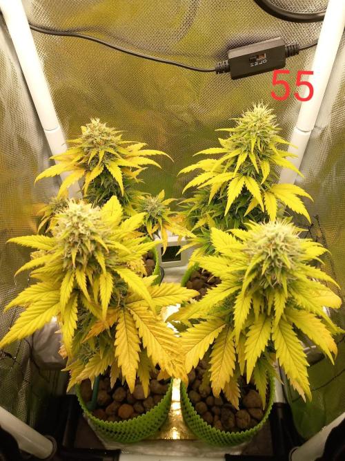 4 Mikromachine Auto Unbeliveble micro growbox Masterseeds!!. Week 7