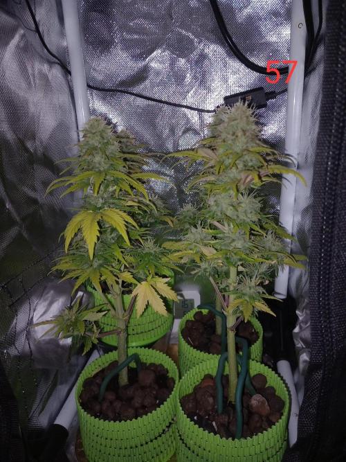 4 Mikromachine Auto Unbeliveble micro growbox Masterseeds!!. Week 8