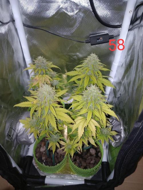 4 Mikromachine Auto Unbeliveble micro growbox Masterseeds!!. Week 8