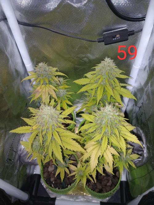 4 Mikromachine Auto Unbeliveble micro growbox Masterseeds!!. Week 8
