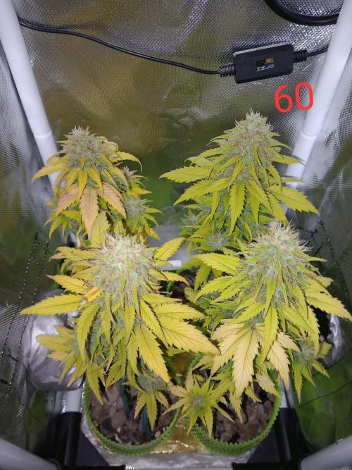 4 Mikromachine Auto Unbeliveble micro growbox Masterseeds!!. Week 8