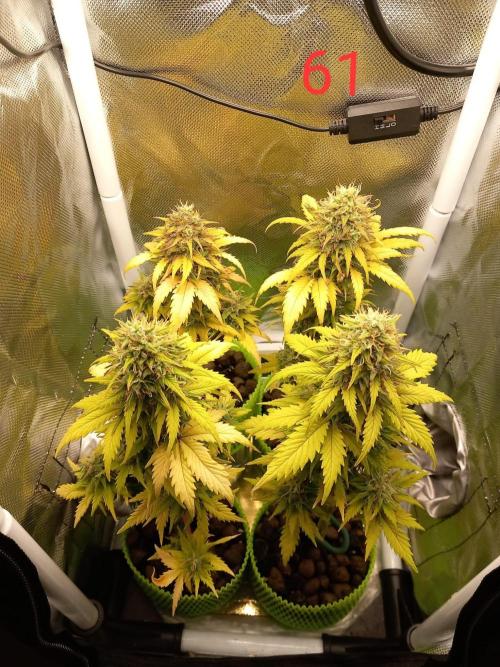 4 Mikromachine Auto Unbeliveble micro growbox Masterseeds!!. Week 8