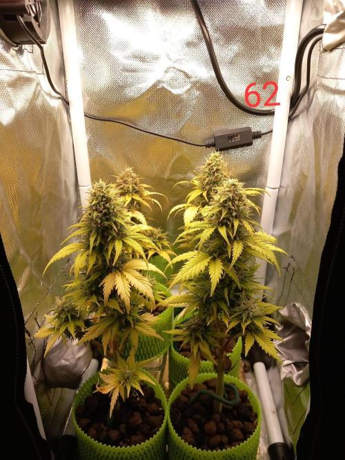 4 Mikromachine Auto Unbeliveble micro growbox Masterseeds!!. Week 8