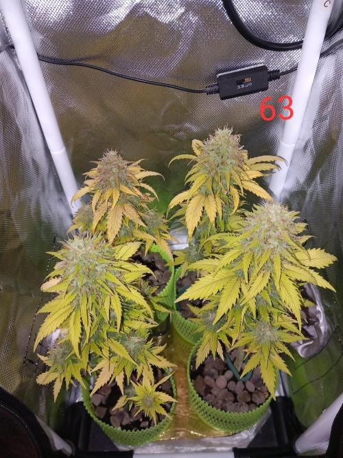 4 Mikromachine Auto Unbeliveble micro growbox Masterseeds!!. Week 8