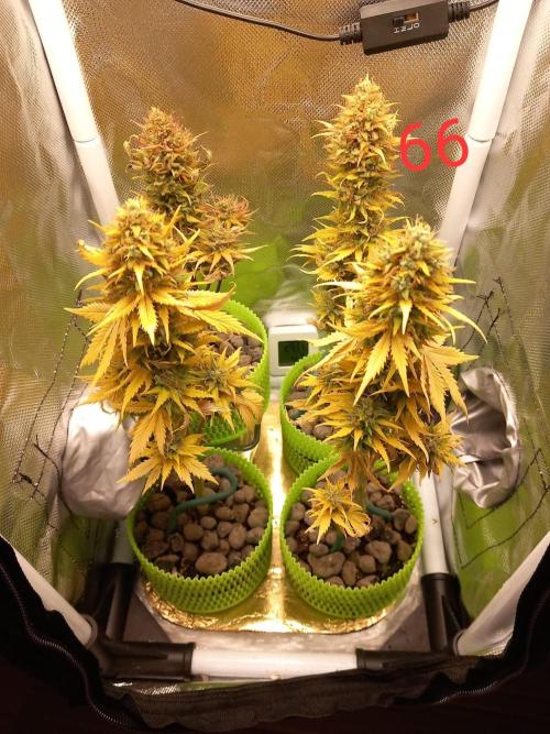 4 Mikromachine Auto Unbeliveble micro growbox Masterseeds!!. Week 9