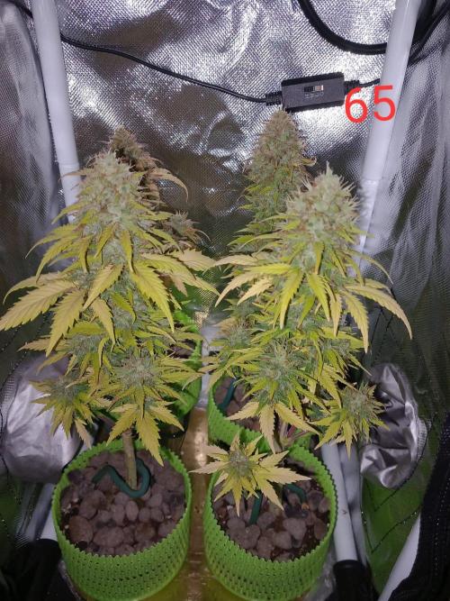4 Mikromachine Auto Unbeliveble micro growbox Masterseeds!!. Week 9