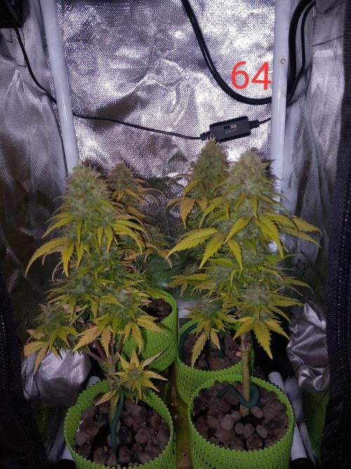 4 Mikromachine Auto Unbeliveble micro growbox Masterseeds!!. Week 9