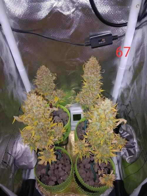 4 Mikromachine Auto Unbeliveble micro growbox Masterseeds!!. Week 9
