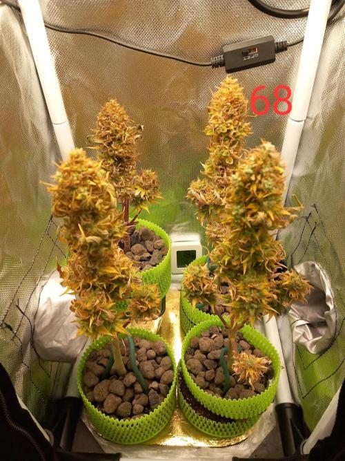 4 Mikromachine Auto Unbeliveble micro growbox Masterseeds!!. Week 9
