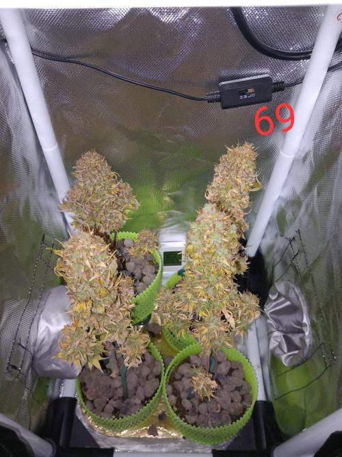 4 Mikromachine Auto Unbeliveble micro growbox Masterseeds!!. Week 9